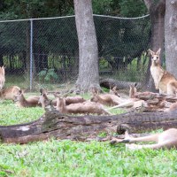 Marsupials and more at the Lone Pine Koala Sanctuary