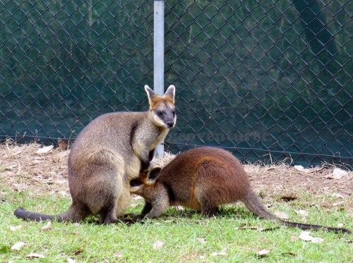A wallaby feeding her joey