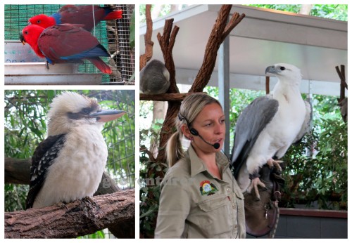 Some of the birds at the sanctuary