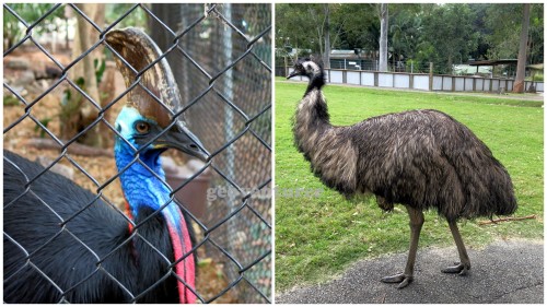 The cassowary (left) and the emu (right)