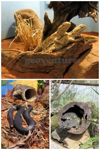 A few of the numerous reptiles at the sanctuary