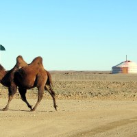 Of Mongolian nomads and mineral hunts: my Gobi desert encounter
