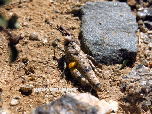 A grasshopper mimicking the granite rocks in the desert. Amazing stuff!